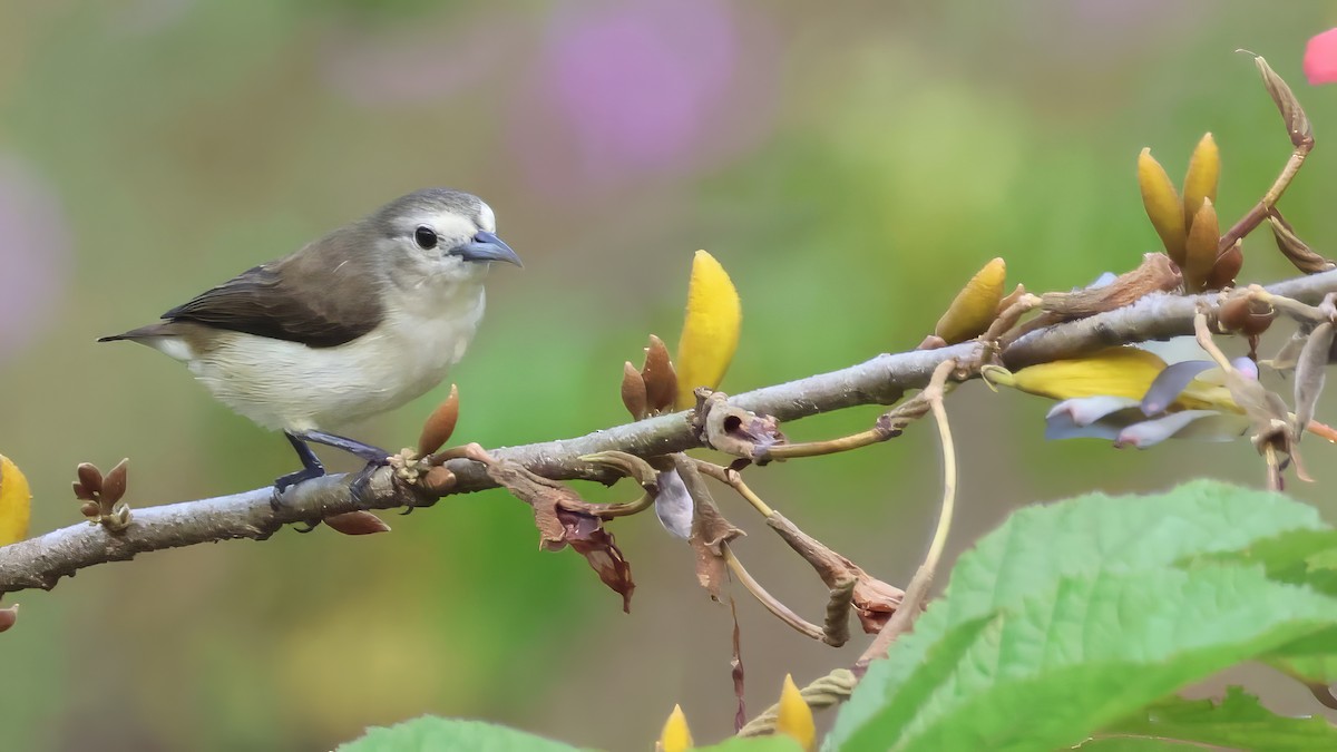 Nilgiri Flowerpecker - ML645697389