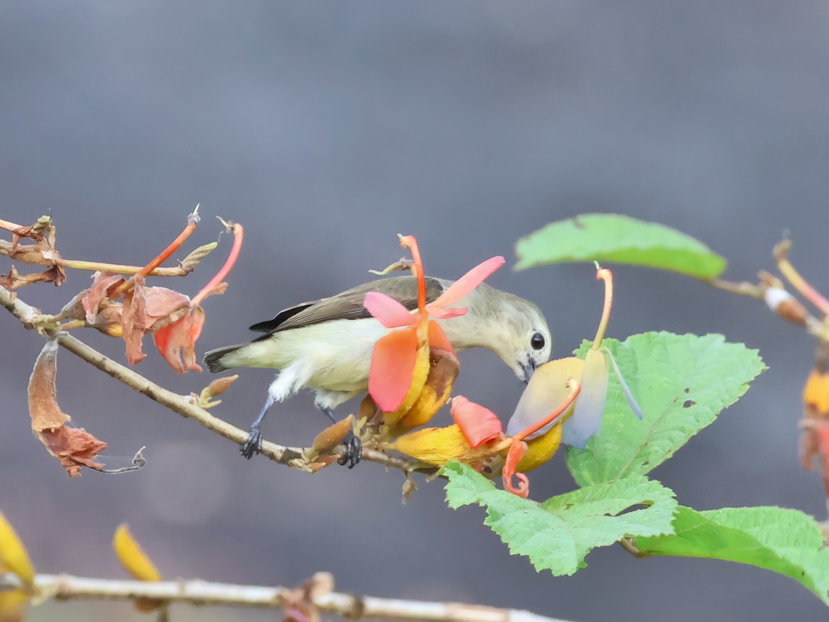 Nilgiri Flowerpecker - ML645697390