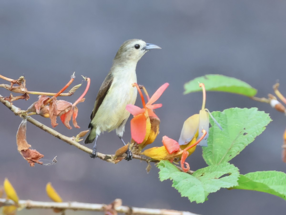 Nilgiri Flowerpecker - ML645697391