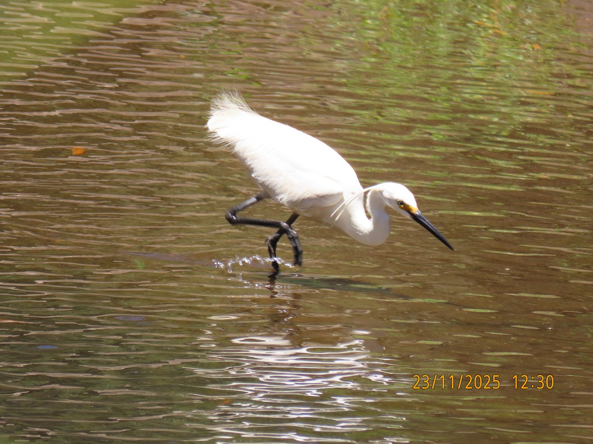Aigrette garzette - ML645697393