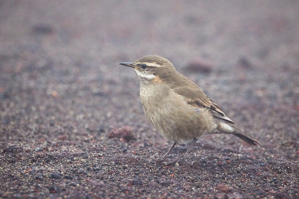 Buff-winged Cinclodes - ML645697398