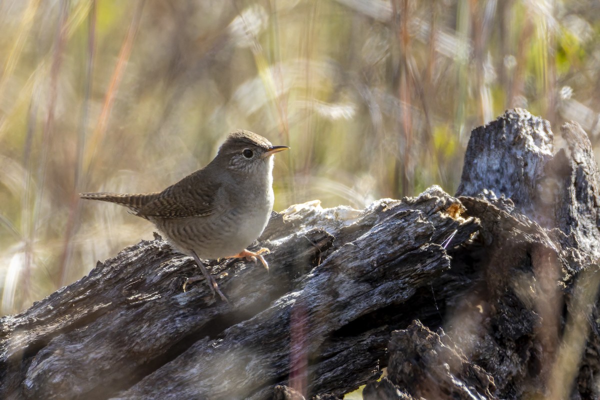 Northern House Wren - ML645697401