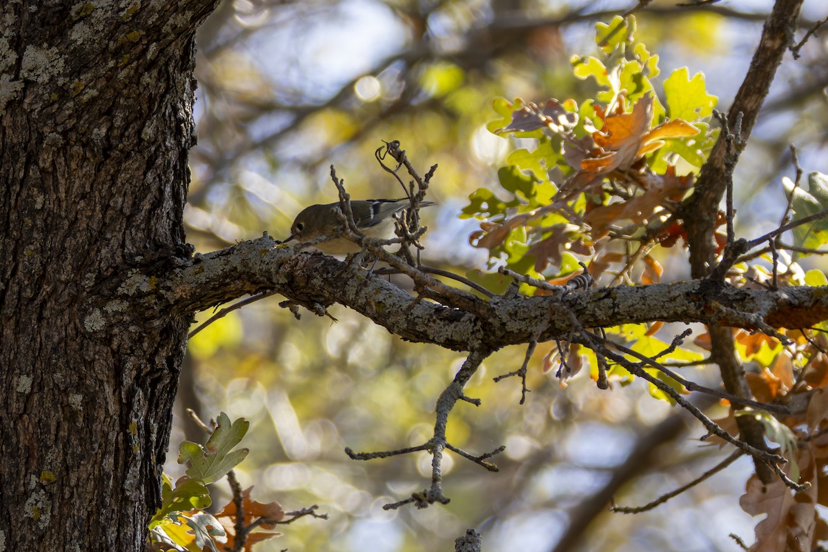 Ruby-crowned Kinglet - ML645697404
