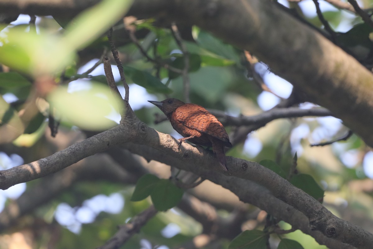 Rufous Woodpecker - ML645697408