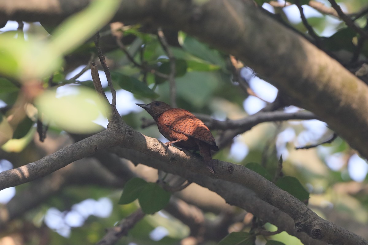 Rufous Woodpecker - ML645697409