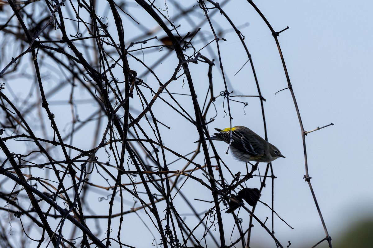 Yellow-rumped Warbler - ML645697423