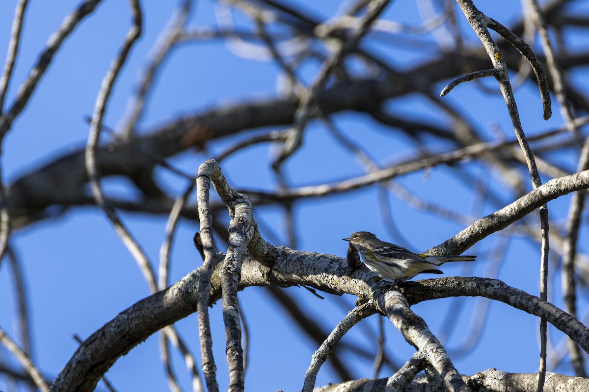 Yellow-rumped Warbler - ML645697426