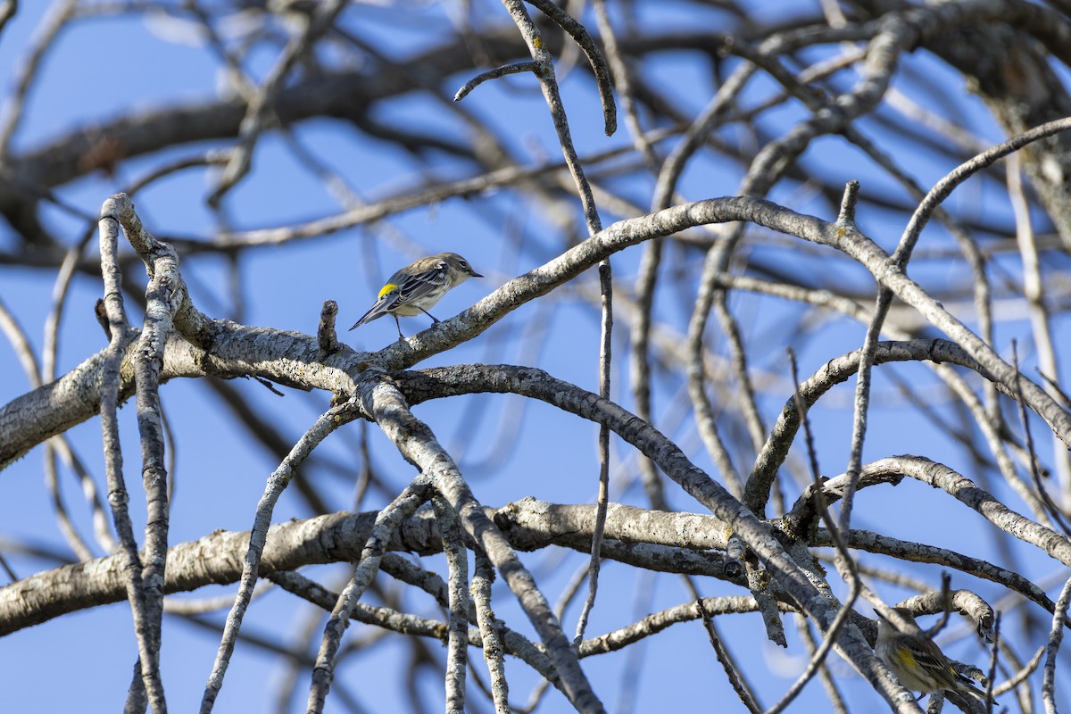 Yellow-rumped Warbler - ML645697427