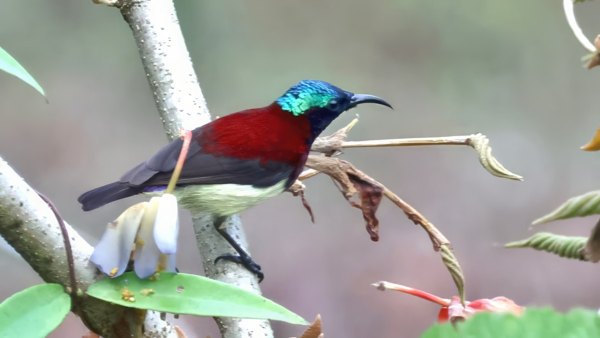 Crimson-backed Sunbird - ML645697431