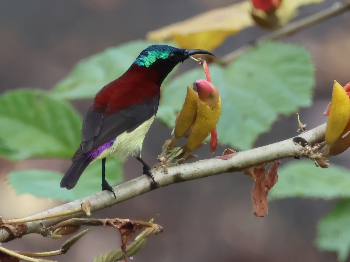 Crimson-backed Sunbird - ML645697432