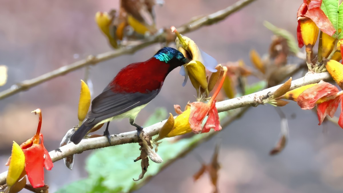 Crimson-backed Sunbird - ML645697433