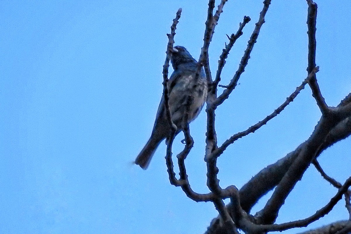 Индиговый колорин - ML645697440