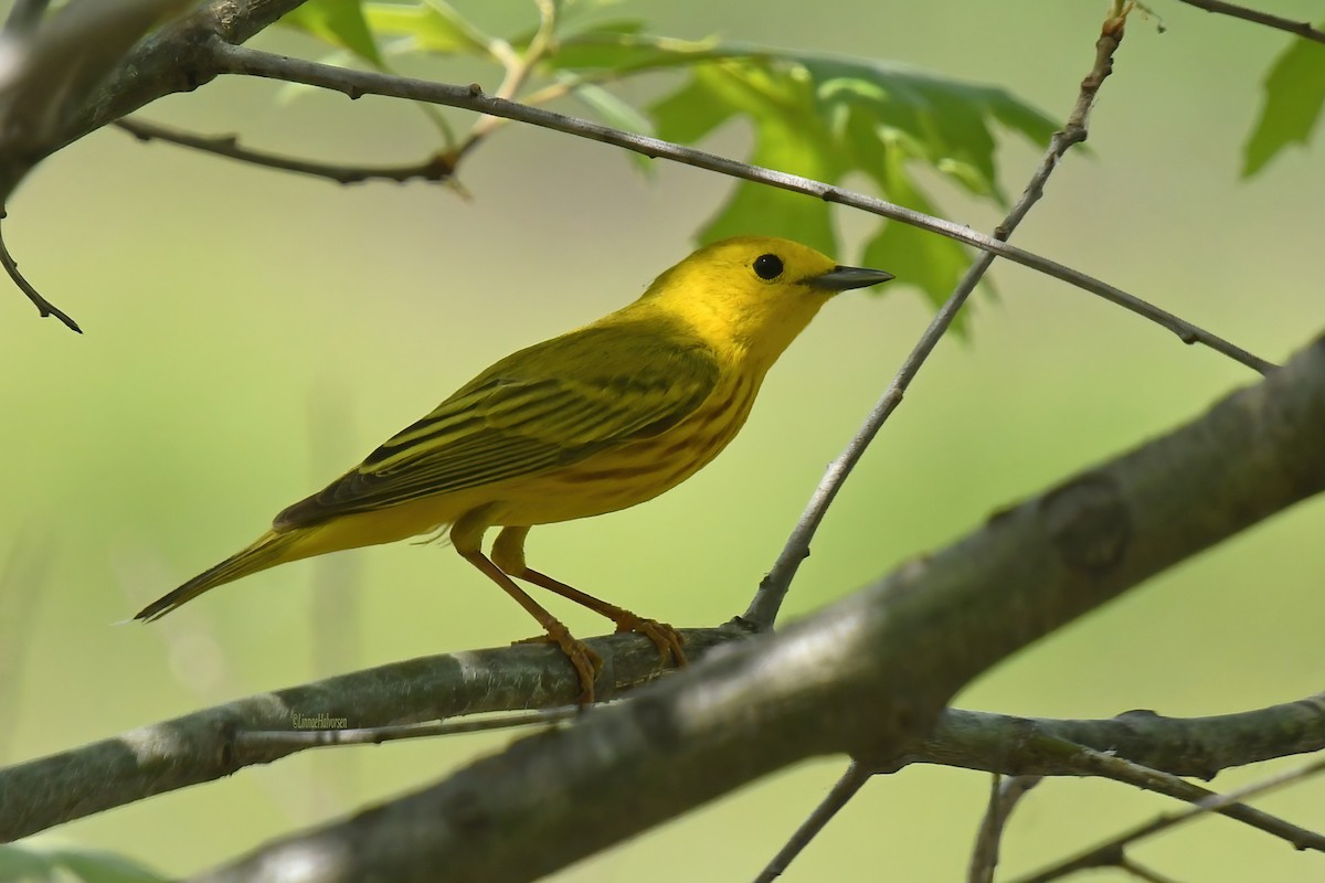Northern Yellow Warbler - ML645697441