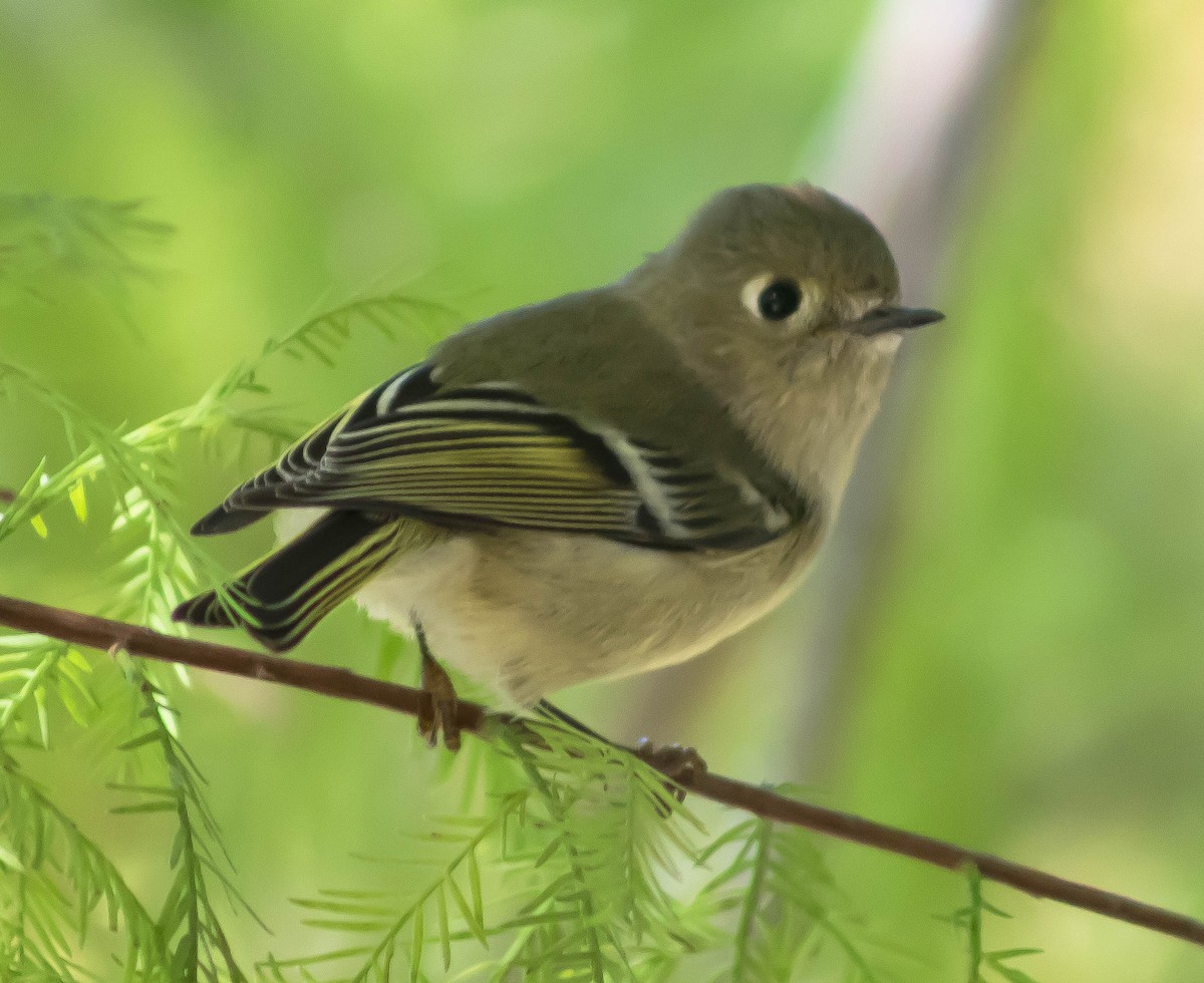 Ruby-crowned Kinglet - ML645697447