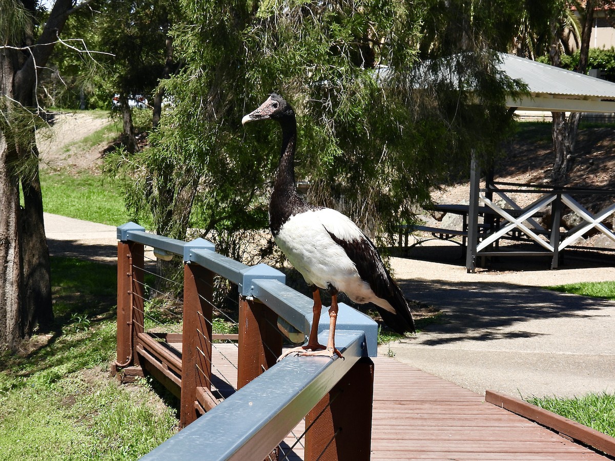 Magpie Goose - ML645697448