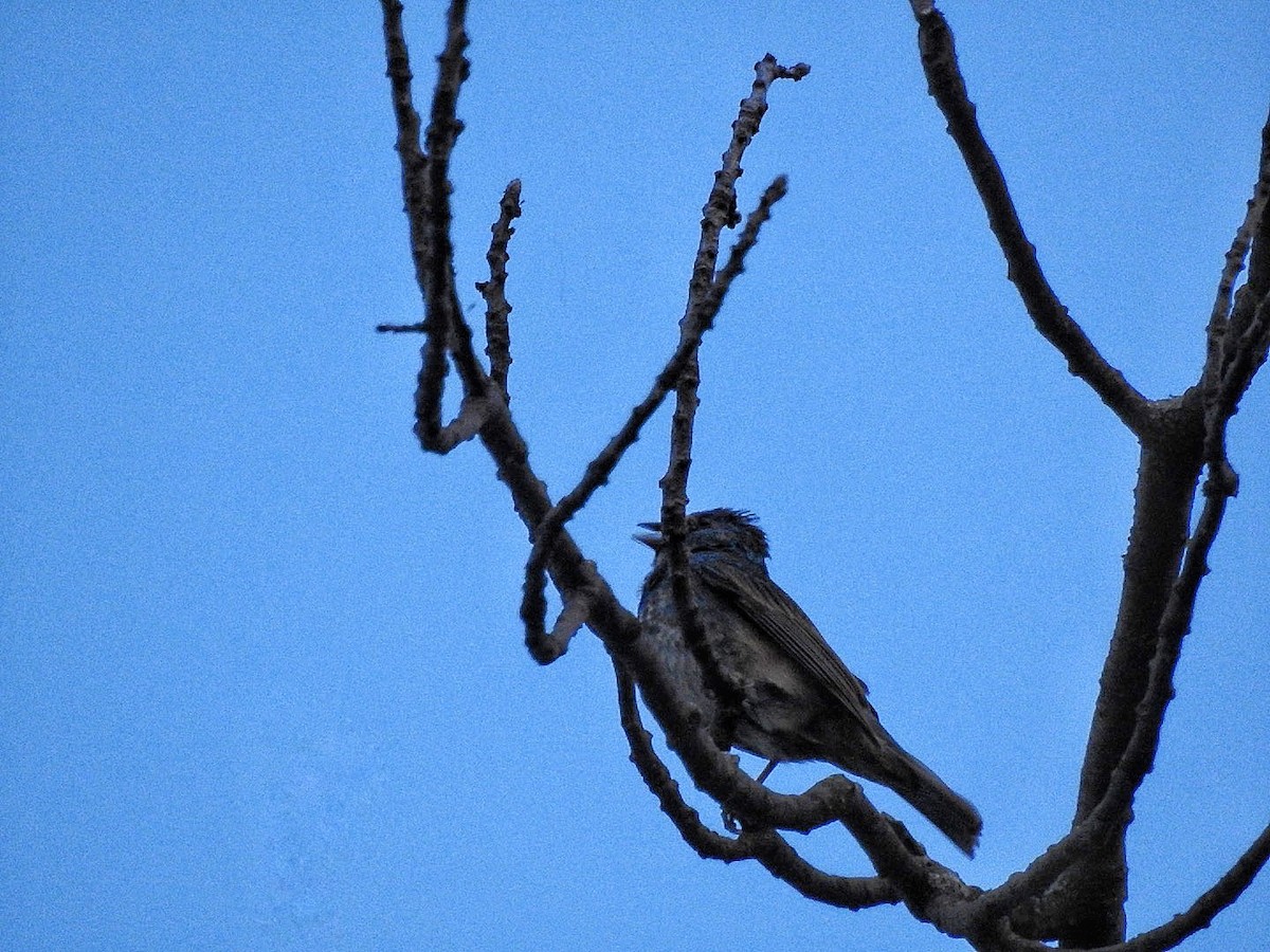 Индиговый колорин - ML645697450