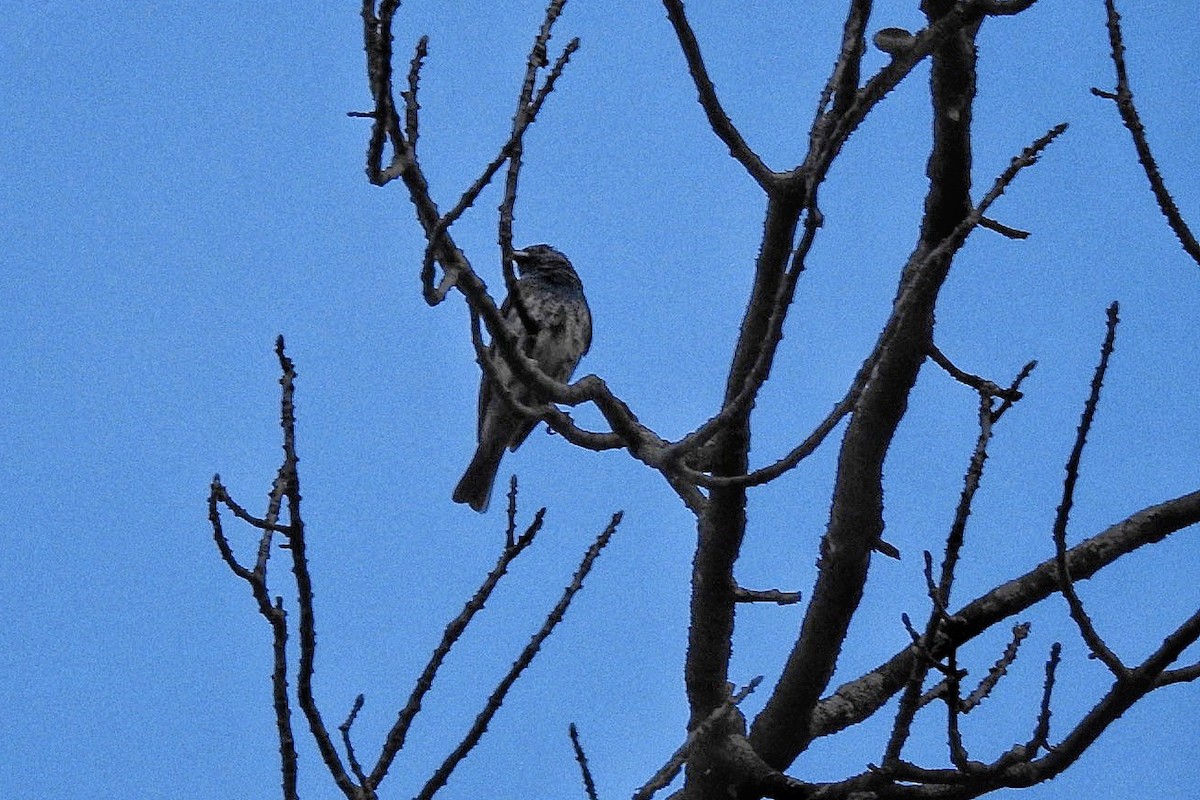 Индиговый колорин - ML645697457