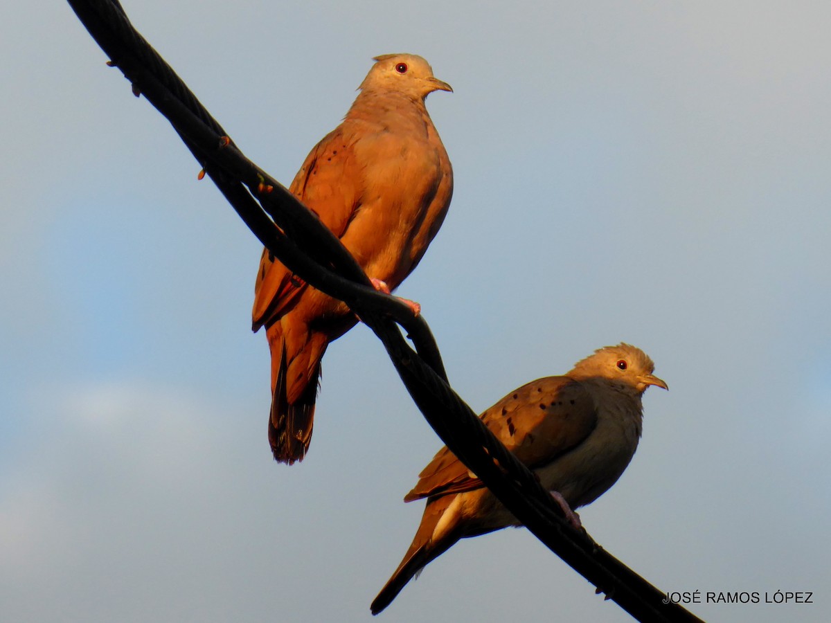 Ruddy Ground Dove - ML645697462