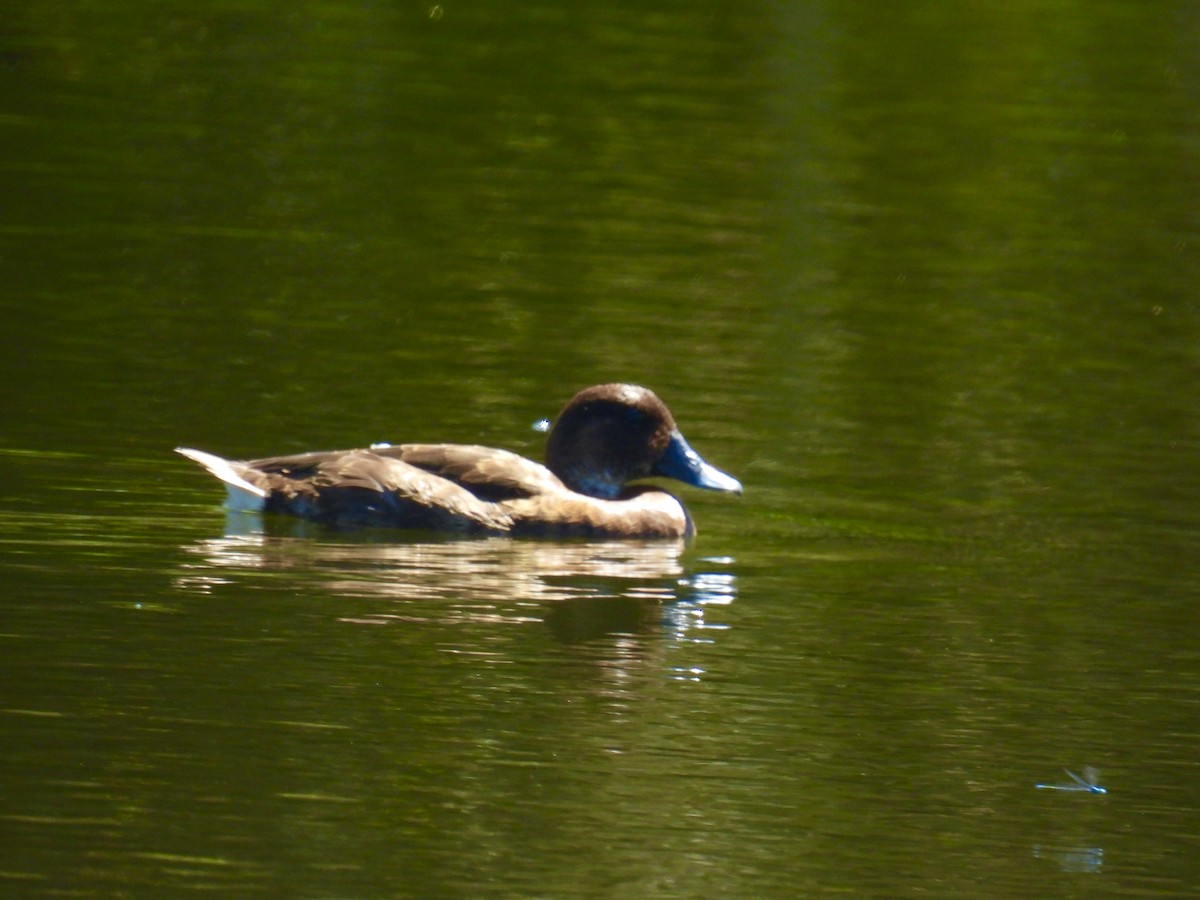 Hardhead - ML645697465