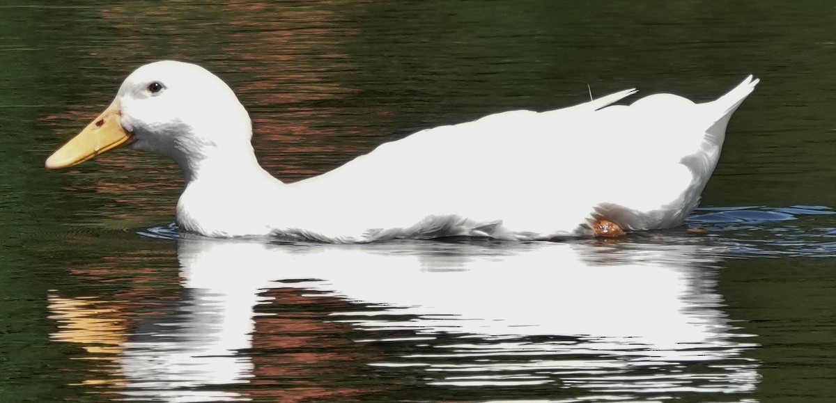 Ánade Azulón (variedad doméstica) - ML645697467