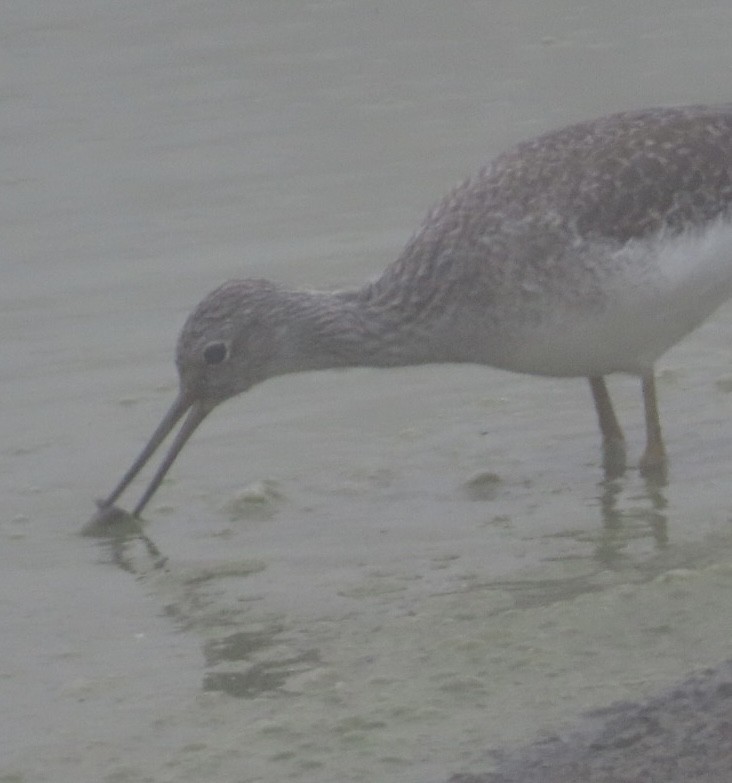 Archibebe Patigualdo Grande - ML645697469