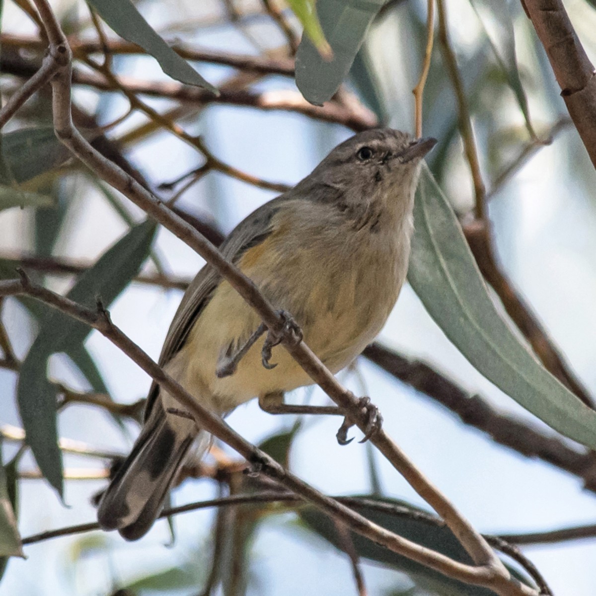 Gerigón Piquicorto - ML645697471