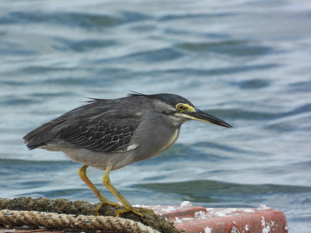 Garcilla Menor - ML645697472