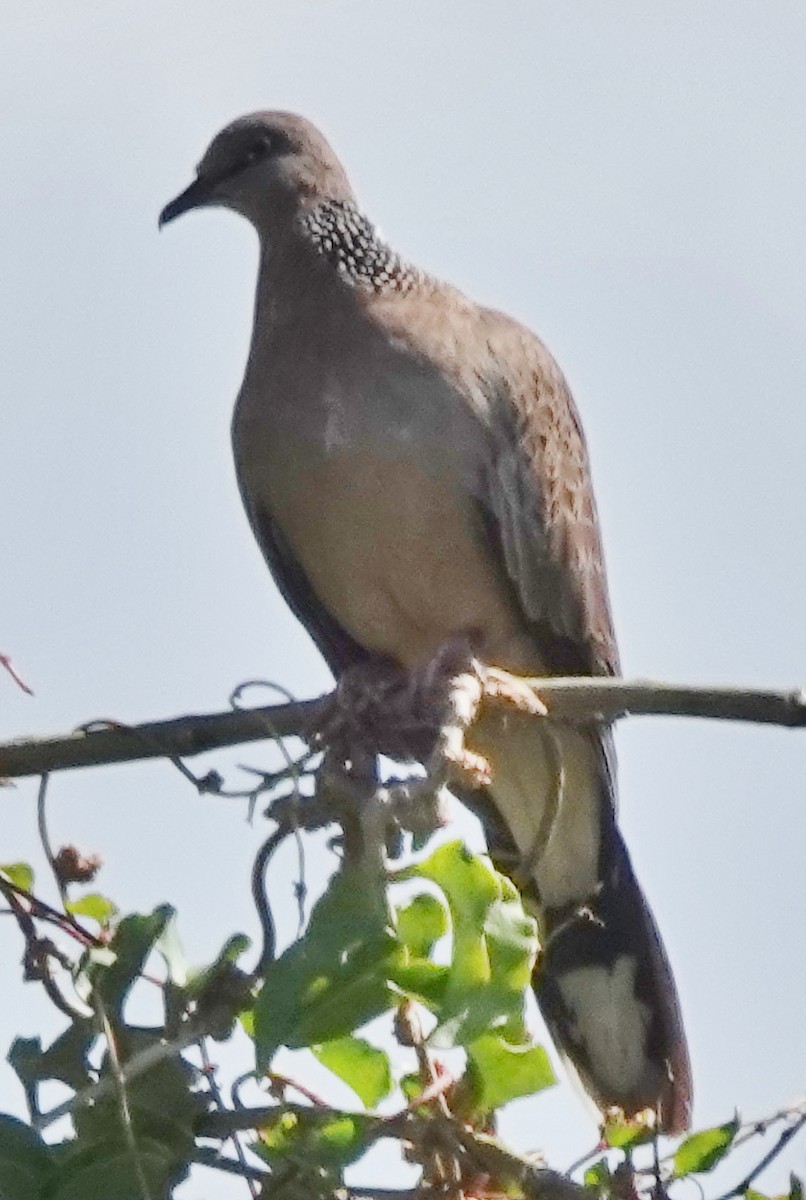 Tórtola Moteada - ML645697474