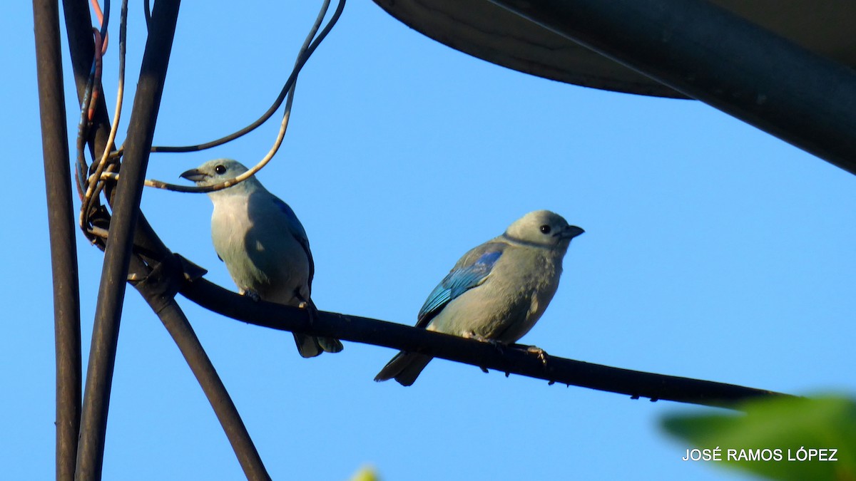 Tangara Azuleja - ML645697477