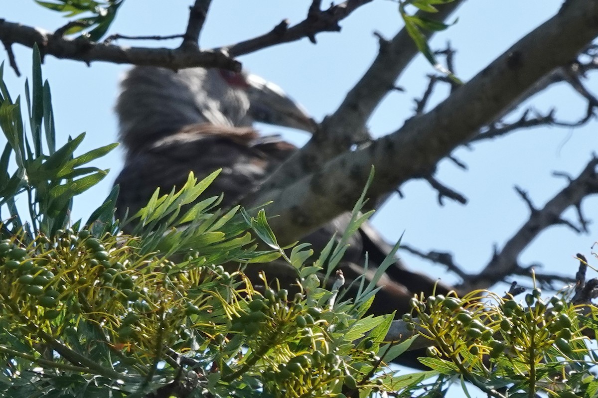 Cuco Tucán - ML645697480