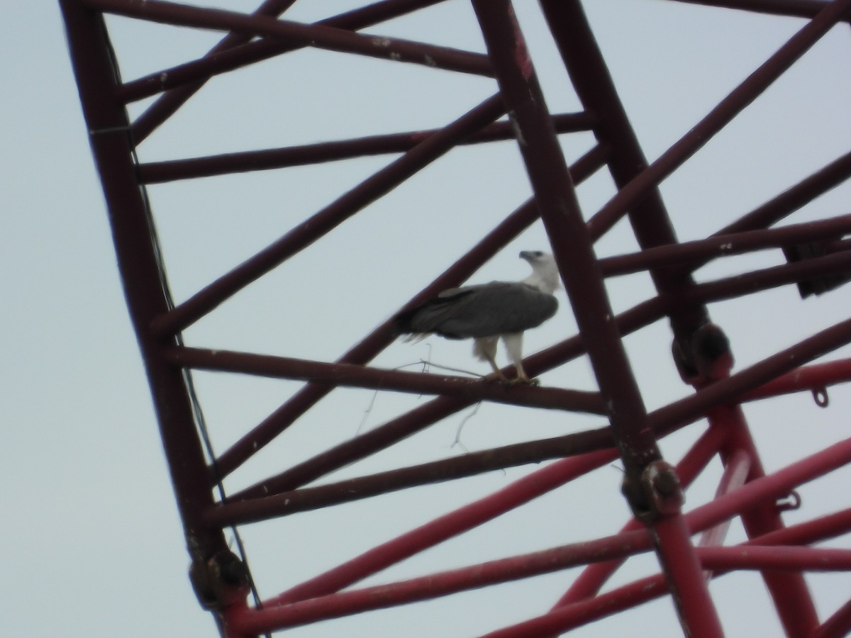 Pigargo Oriental - ML645697481