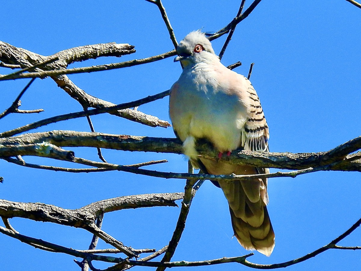 Paloma Bronce Crestada - ML645697484