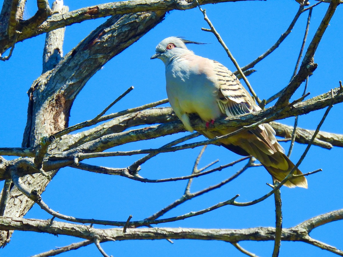 Paloma Bronce Crestada - ML645697485