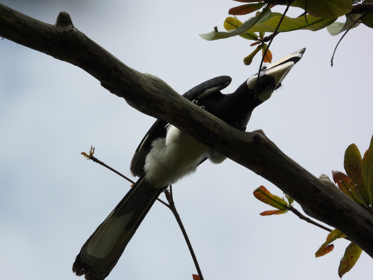 Cálao Cariblanco - ML645697487