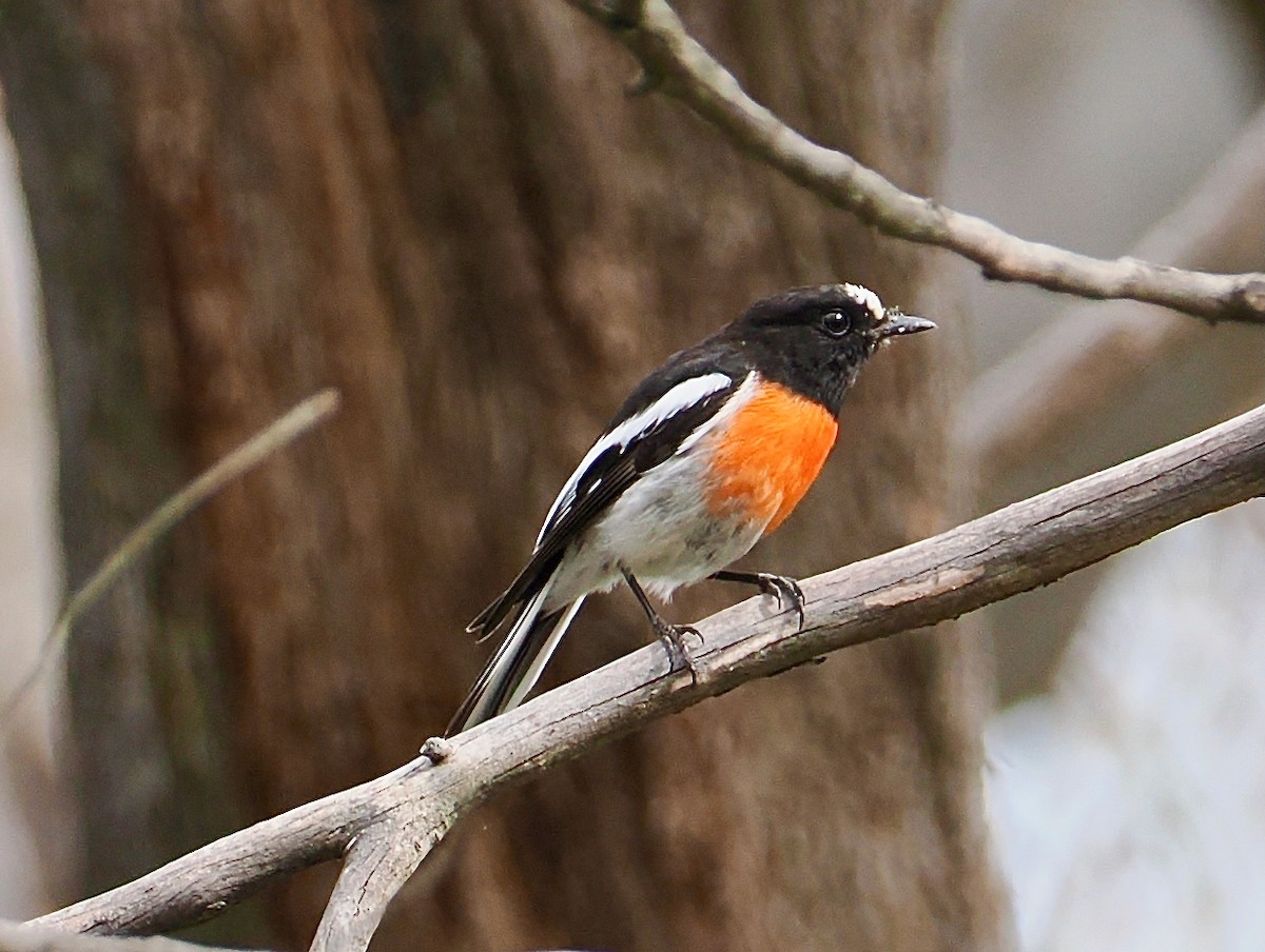 Petroica Escarlata - ML645697489