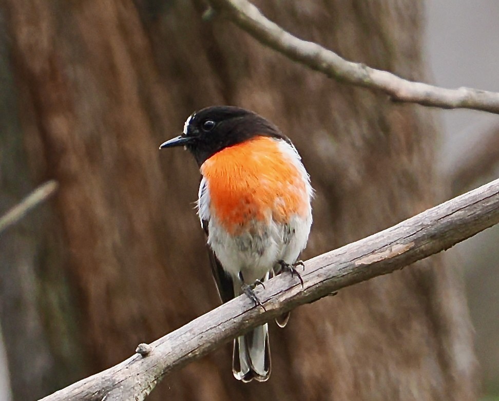 Petroica Escarlata - ML645697490