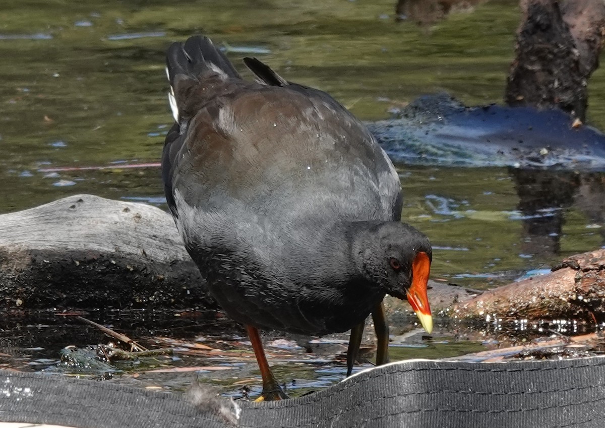 Gallineta Enlutada - ML645697491