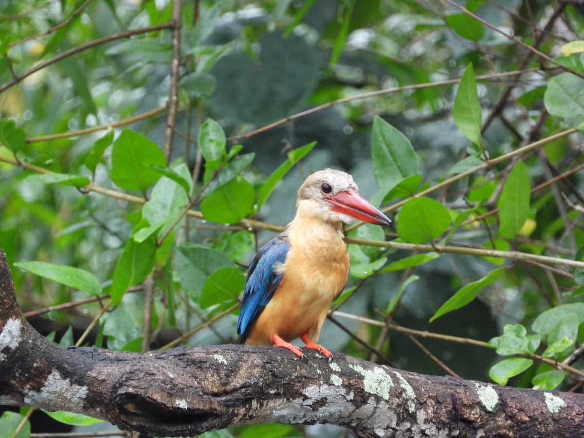 Alción Picocigüeña - ML645697497