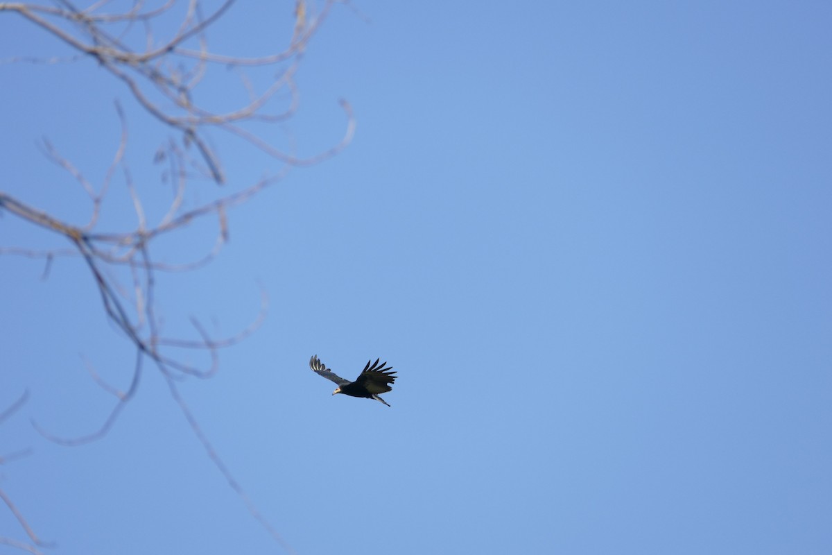 Aura Selvática - ML645697498