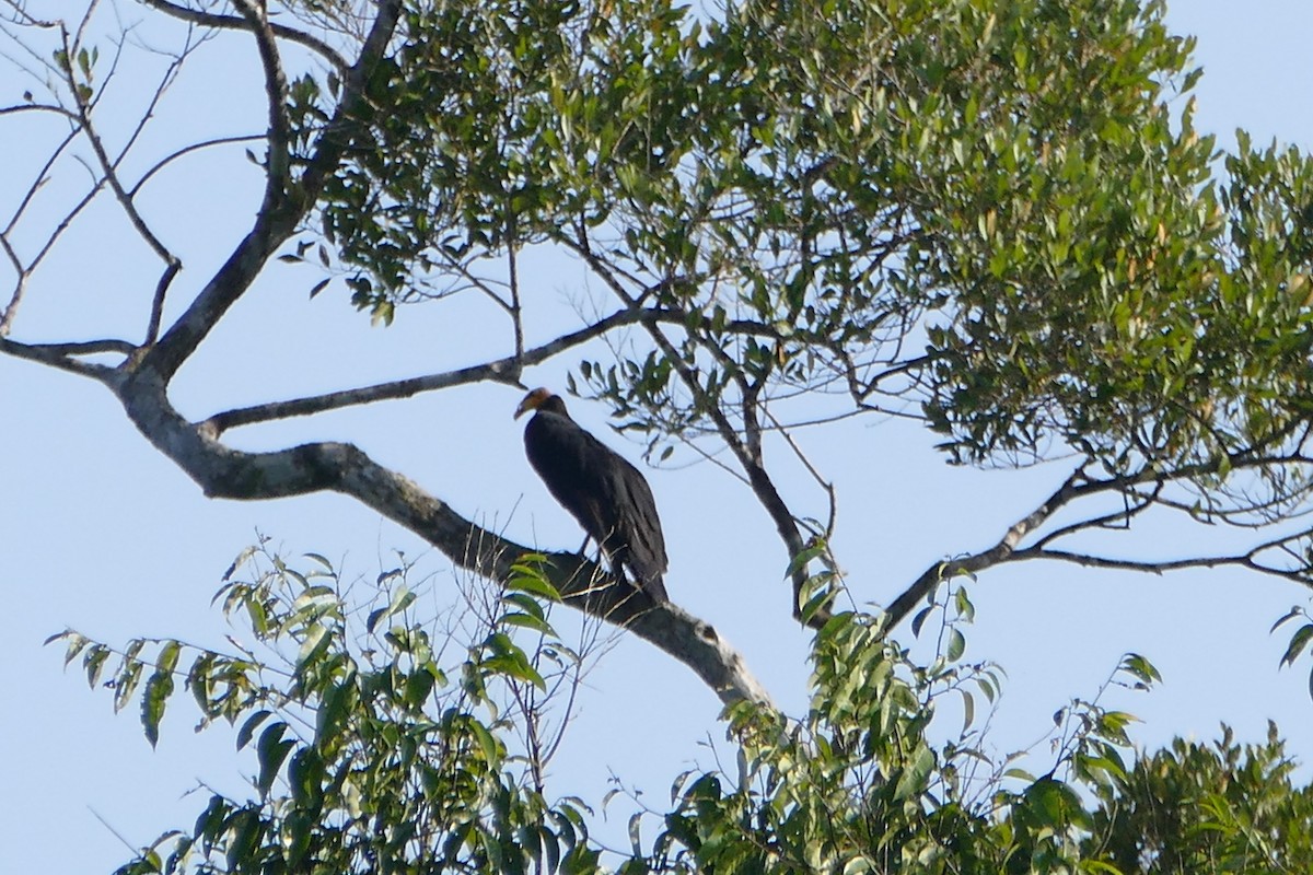 Aura Selvática - ML645697499