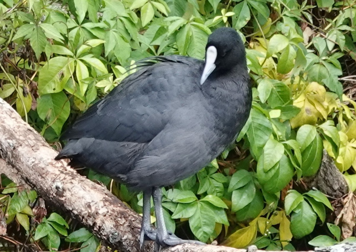 Focha Común - ML645697500