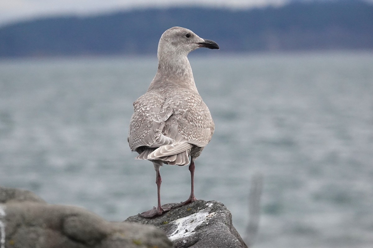 Gaviota de Bering - ML645697502