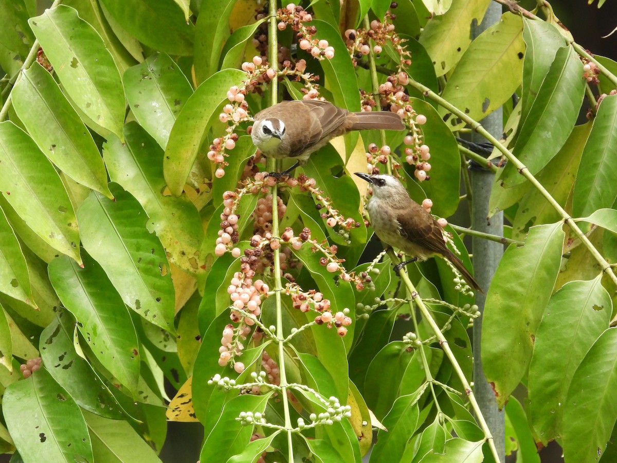 Yellow-vented Bulbul - ML645697523