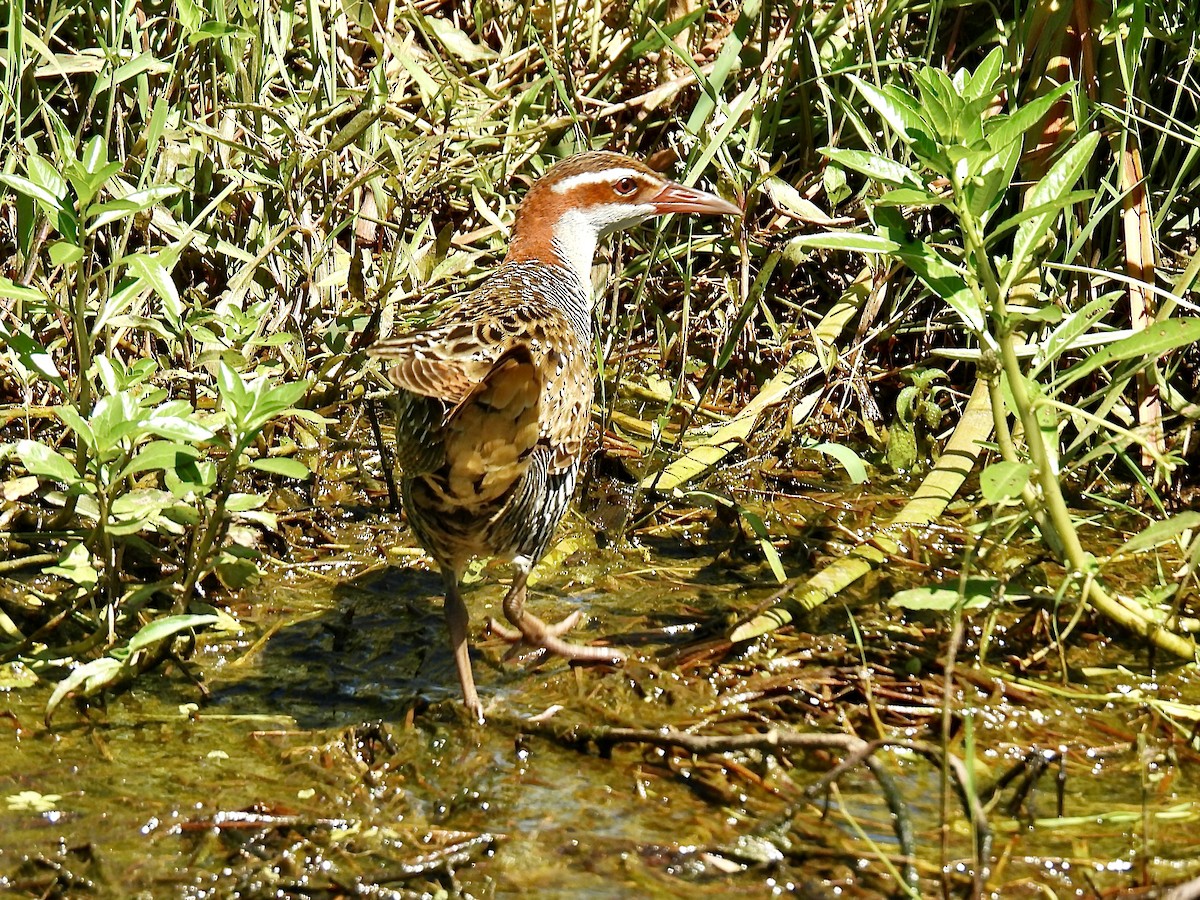 Buff-banded Rail - ML645697527