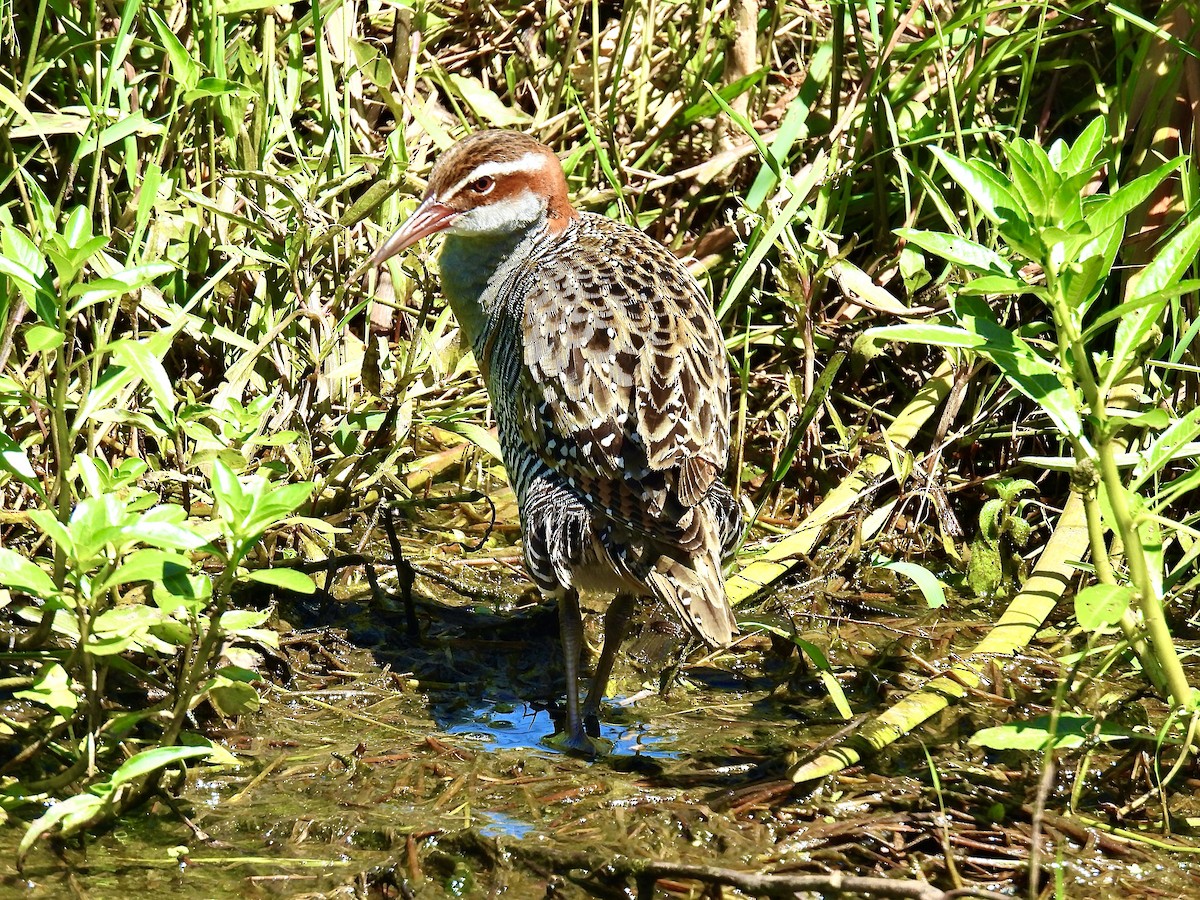 Buff-banded Rail - ML645697528