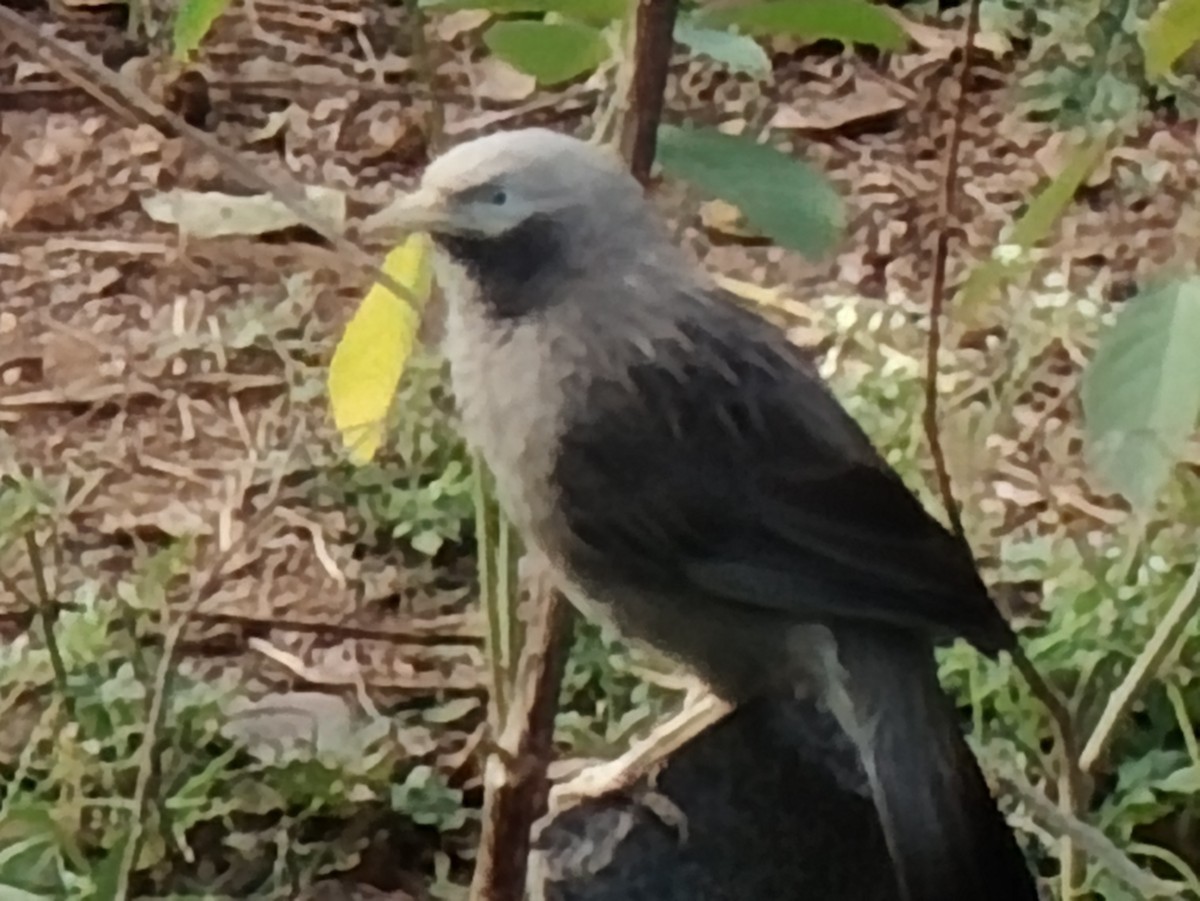 Yellow-billed Babbler - ML645697529