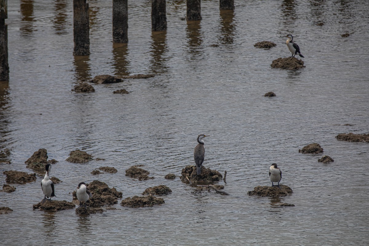 Pied Cormorant - ML645697530