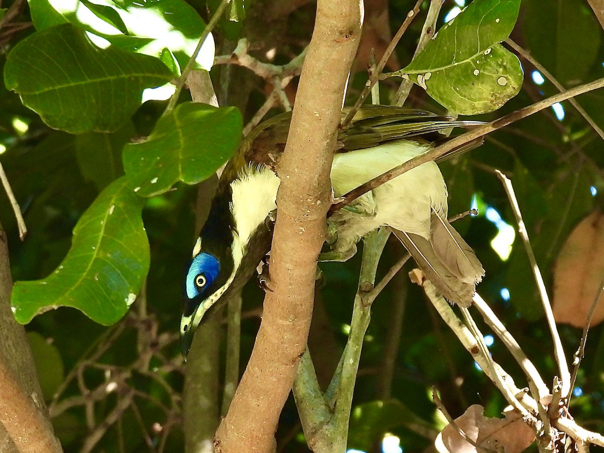 Blue-faced Honeyeater - ML645697540