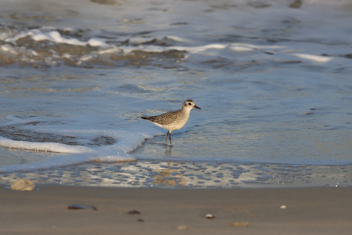 Chorlito Gris - ML645697550