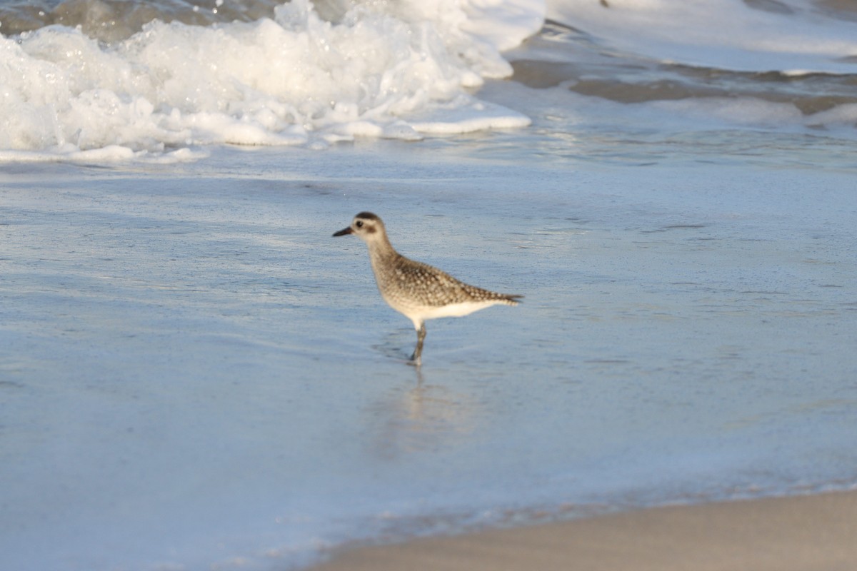 Chorlito Gris - ML645697555